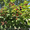 Продам саженцы Ежевики и много других растений (опт от 1000 грн) - <ro>Изображение</ro><ru>Изображение</ru> #5, <ru>Объявление</ru> #1562832