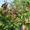 Продам саженцы Ежевики и много других растений (опт от 1000 грн) - <ro>Изображение</ro><ru>Изображение</ru> #6, <ru>Объявление</ru> #1562832