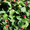 Продам саженцы Ежевики и много других растений (опт от 1000 грн) - <ro>Изображение</ro><ru>Изображение</ru> #8, <ru>Объявление</ru> #1562832