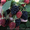 Продам саженцы Ежевики и много других растений (опт от 1000 грн) - <ro>Изображение</ro><ru>Изображение</ru> #9, <ru>Объявление</ru> #1562832