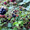 Продам саженцы Ежевики и много других растений (опт от 1000 грн) - <ro>Изображение</ro><ru>Изображение</ru> #10, <ru>Объявление</ru> #1562832