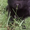  Щенок от мелкой дворовой собачки - <ro>Изображение</ro><ru>Изображение</ru> #1, <ru>Объявление</ru> #1567418