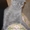 Котята девчушки в продаже скоттиш- фолд. - <ro>Изображение</ro><ru>Изображение</ru> #3, <ru>Объявление</ru> #1568358