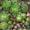 Продам почвопокровник Каменную розу (Молодило) и много других растений - <ro>Изображение</ro><ru>Изображение</ru> #2, <ru>Объявление</ru> #1562961