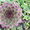Продам почвопокровник Каменную розу (Молодило) и много других растений - <ro>Изображение</ro><ru>Изображение</ru> #3, <ru>Объявление</ru> #1562961