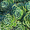 Продам почвопокровник Каменную розу (Молодило) и много других растений - <ro>Изображение</ro><ru>Изображение</ru> #4, <ru>Объявление</ru> #1562961