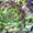 Продам почвопокровник Каменную розу (Молодило) и много других растений - <ro>Изображение</ro><ru>Изображение</ru> #8, <ru>Объявление</ru> #1562961