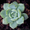 Продам почвопокровник Каменную розу (Молодило) и много других растений - <ro>Изображение</ro><ru>Изображение</ru> #9, <ru>Объявление</ru> #1562961