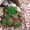 Продам почвопокровник Каменную розу (Молодило) и много других растений - <ro>Изображение</ro><ru>Изображение</ru> #10, <ru>Объявление</ru> #1562961