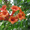 Продам корни Кампсиса имного других растений (опт от 1000 грн). - <ro>Изображение</ro><ru>Изображение</ru> #2, <ru>Объявление</ru> #1562963