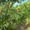 Продам саженцы Кедра и много других растений (опт от 1000 грн). - <ro>Изображение</ro><ru>Изображение</ru> #10, <ru>Объявление</ru> #1562966