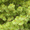 Продам саженцы Кедра и много других растений (опт от 1000 грн). - <ro>Изображение</ro><ru>Изображение</ru> #2, <ru>Объявление</ru> #1562966