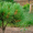 Продам саженцы Кедра и много других растений (опт от 1000 грн). - <ro>Изображение</ro><ru>Изображение</ru> #3, <ru>Объявление</ru> #1562966