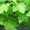 Продам саженцы Клена и много других растений (опт от 1000 грн). - <ro>Изображение</ro><ru>Изображение</ru> #6, <ru>Объявление</ru> #1562973