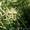 Продам саженцы Дикий Климатис и много других растений (опт от 1000 грн). - <ro>Изображение</ro><ru>Изображение</ru> #1, <ru>Объявление</ru> #1562822