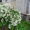 Продам саженцы Дикий Климатис и много других растений (опт от 1000 грн). - <ro>Изображение</ro><ru>Изображение</ru> #4, <ru>Объявление</ru> #1562822