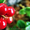 Продам саженцы Клюквы - Вашингтон и много других растений (опт от 1000 грн) - <ro>Изображение</ro><ru>Изображение</ru> #10, <ru>Объявление</ru> #1562980