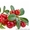 Продам саженцы Клюквы - Вашингтон и много других растений (опт от 1000 грн) - <ro>Изображение</ro><ru>Изображение</ru> #1, <ru>Объявление</ru> #1562980