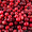 Продам саженцы Клюквы - Вашингтон и много других растений (опт от 1000 грн) - <ro>Изображение</ro><ru>Изображение</ru> #2, <ru>Объявление</ru> #1562980