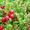 Продам саженцы Клюквы - Вашингтон и много других растений (опт от 1000 грн) - <ro>Изображение</ro><ru>Изображение</ru> #3, <ru>Объявление</ru> #1562980