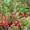 Продам саженцы Клюквы - Вашингтон и много других растений (опт от 1000 грн) - <ro>Изображение</ro><ru>Изображение</ru> #4, <ru>Объявление</ru> #1562980