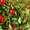 Продам саженцы Клюквы - Вашингтон и много других растений (опт от 1000 грн) - <ro>Изображение</ro><ru>Изображение</ru> #5, <ru>Объявление</ru> #1562980