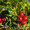Продам саженцы Клюквы - Вашингтон и много других растений (опт от 1000 грн) - <ro>Изображение</ro><ru>Изображение</ru> #6, <ru>Объявление</ru> #1562980