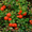Продам саженцы Клюквы - Вашингтон и много других растений (опт от 1000 грн) - <ro>Изображение</ro><ru>Изображение</ru> #7, <ru>Объявление</ru> #1562980