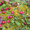 Продам саженцы Клюквы - Вашингтон и много других растений (опт от 1000 грн) - <ro>Изображение</ro><ru>Изображение</ru> #8, <ru>Объявление</ru> #1562980