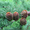 Продам саженцы Листвиницы и много других растений (опт от 1000 грн). - <ro>Изображение</ro><ru>Изображение</ru> #4, <ru>Объявление</ru> #1563010