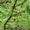Продам саженцы Листвиницы и много других растений (опт от 1000 грн). - <ro>Изображение</ro><ru>Изображение</ru> #5, <ru>Объявление</ru> #1563010