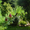 Продам саженцы Листвиницы и много других растений (опт от 1000 грн). - <ro>Изображение</ro><ru>Изображение</ru> #6, <ru>Объявление</ru> #1563010