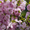Продам саженцы Луизеании и много других растений (опт от 1000 грн).  - <ro>Изображение</ro><ru>Изображение</ru> #1, <ru>Объявление</ru> #1563019