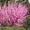 Продам саженцы Луизеании и много других растений (опт от 1000 грн).  - <ro>Изображение</ro><ru>Изображение</ru> #4, <ru>Объявление</ru> #1563019