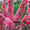 Продам саженцы Луизеании и много других растений (опт от 1000 грн).  - <ro>Изображение</ro><ru>Изображение</ru> #5, <ru>Объявление</ru> #1563019