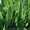 Продам луковицы Лука слезуна и много других растений (опт от 1000 грн) - <ro>Изображение</ro><ru>Изображение</ru> #1, <ru>Объявление</ru> #1563290