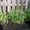 Продам луковицы Лука слезуна и много других растений (опт от 1000 грн) - <ro>Изображение</ro><ru>Изображение</ru> #2, <ru>Объявление</ru> #1563290