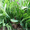 Продам луковицы Лука слезуна и много других растений (опт от 1000 грн) - <ro>Изображение</ro><ru>Изображение</ru> #3, <ru>Объявление</ru> #1563290