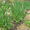 Продам луковицы Лука слезуна и много других растений (опт от 1000 грн) - <ro>Изображение</ro><ru>Изображение</ru> #4, <ru>Объявление</ru> #1563290