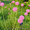 Продам луковицы Луки Раннецветущие и много других растений (опт от 1000 грн) #1563291