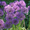 Продам луковицы Луки Раннецветущие и много других растений (опт от 1000 грн) - <ro>Изображение</ro><ru>Изображение</ru> #2, <ru>Объявление</ru> #1563291