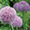 Продам луковицы Луки Раннецветущие и много других растений (опт от 1000 грн) - <ro>Изображение</ro><ru>Изображение</ru> #3, <ru>Объявление</ru> #1563291