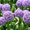Продам луковицы Луки Раннецветущие и много других растений (опт от 1000 грн) - <ro>Изображение</ro><ru>Изображение</ru> #4, <ru>Объявление</ru> #1563291