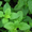 Продам деленки Мяты и много других растений (опт от 1000 грн) - <ro>Изображение</ro><ru>Изображение</ru> #9, <ru>Объявление</ru> #1564262
