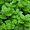 Продам деленки Мяты и много других растений (опт от 1000 грн) - <ro>Изображение</ro><ru>Изображение</ru> #10, <ru>Объявление</ru> #1564262