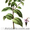 Продам деленки Мяты и много других растений (опт от 1000 грн) #1564262