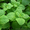 Продам деленки Мяты и много других растений (опт от 1000 грн) - <ro>Изображение</ro><ru>Изображение</ru> #2, <ru>Объявление</ru> #1564262