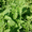 Продам деленки Мяты и много других растений (опт от 1000 грн) - <ro>Изображение</ro><ru>Изображение</ru> #3, <ru>Объявление</ru> #1564262