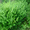 Продам деленки Мяты и много других растений (опт от 1000 грн) - <ro>Изображение</ro><ru>Изображение</ru> #4, <ru>Объявление</ru> #1564262