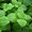 Продам деленки Мяты и много других растений (опт от 1000 грн) - <ro>Изображение</ro><ru>Изображение</ru> #5, <ru>Объявление</ru> #1564262